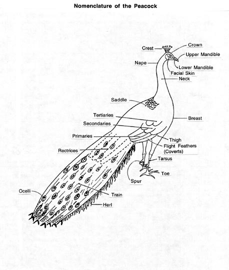 Descriptive Terms for Peafowl