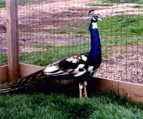 Black Shoulder Pied Male