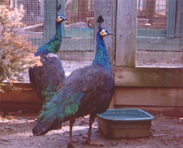 Burmese Green Female