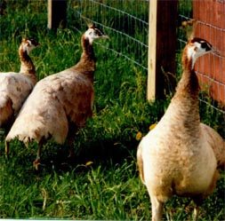 Cameo Female and Chick