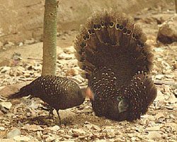 Peacock Pheasants