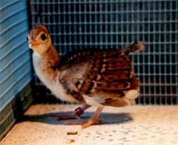 India Blue Dark Pied Chick