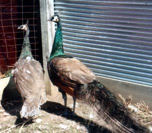 Keeping Peafowl – Do’s & Dont’s