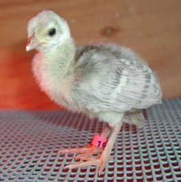 peacock chicks