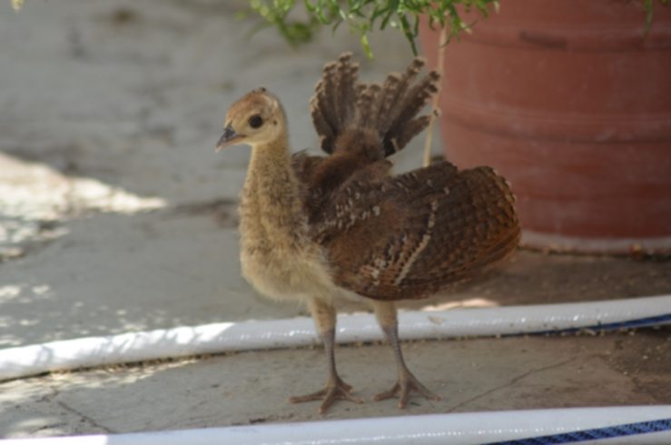 peacock chicks