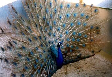 United Peafowl Variety List