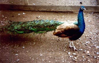 Purple Spalding Male and Female