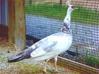 Silver Pied Female and Chick