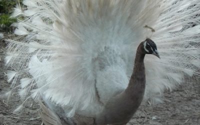 Taupe Peafowl