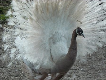 Taupe Peafowl