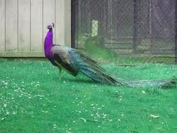 Purple 39005-PURPLE Renaissance 2000 Peacock Bird 