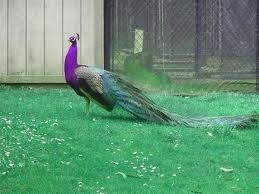 Violete Peafowl