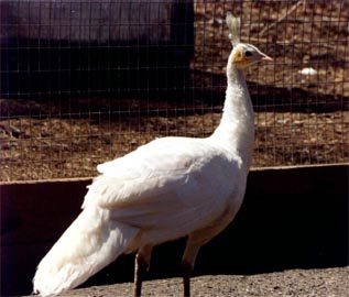 White Spalding Female